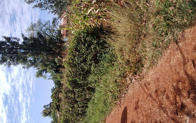 1 acre on sale Makenji Kabati 2km from Nyeri-Nairobi Highway image by Eloi Developers