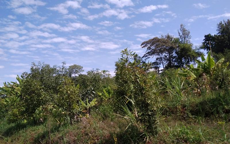 24 Acres of Prime Farmland for Sale in Gatiiguru Ithanga, Thika  Ksh 2.7M Per Acre image by Eloi Developers